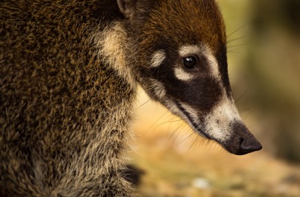 Coatimundi