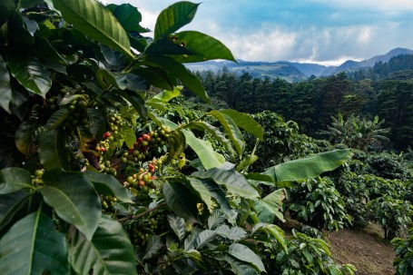 Monteverde El Trapiche coffee farm