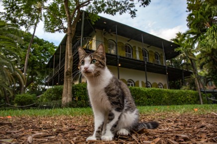 Visiting and Hemingway home