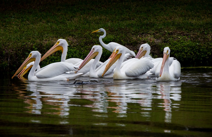 Lumilintuna Floridassa 3/2016