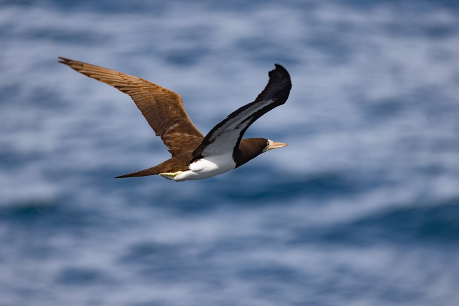 Jouluristeilyllä Limasta pohjoiseen ja Panaman kanavan läpi&nbsp;Cartagenaan